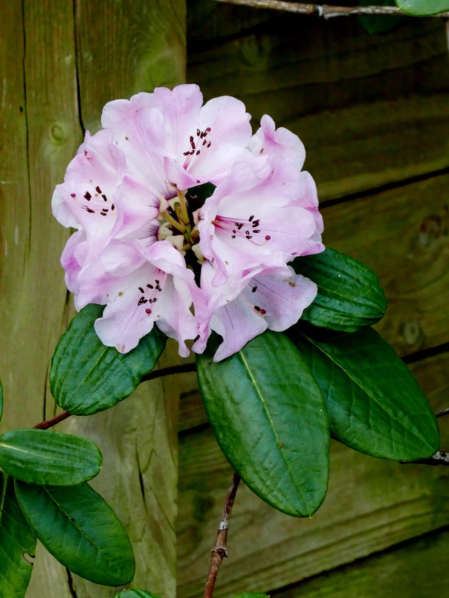 R. hirtipes